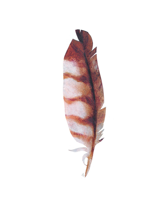 Barred Owl Feather Giclee Art Print/ Framed or Unframed in 3 Sizes