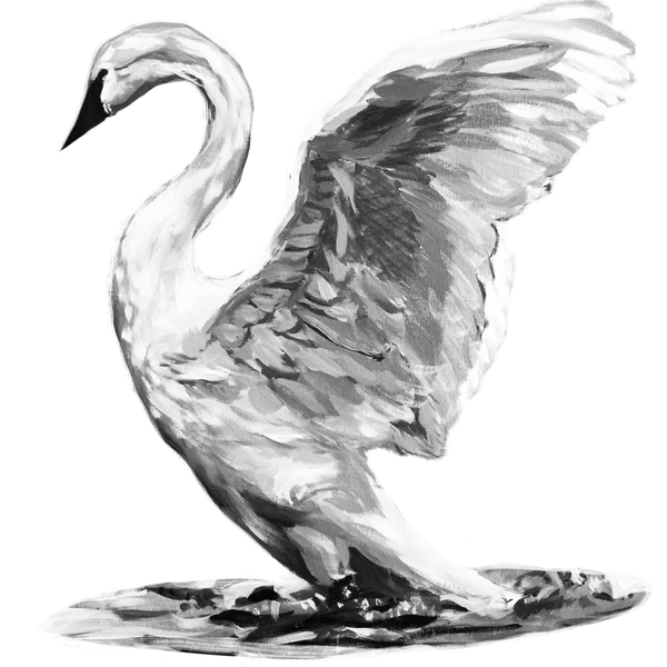 Trumpeter Swan