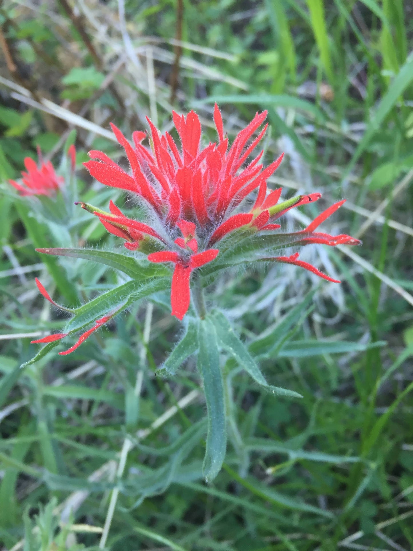 Wild Paintbrush 18" x 18"