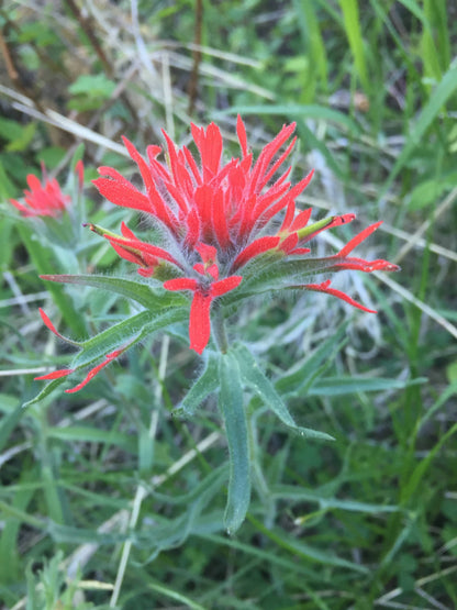 Wild Paintbrush 18" x 18"