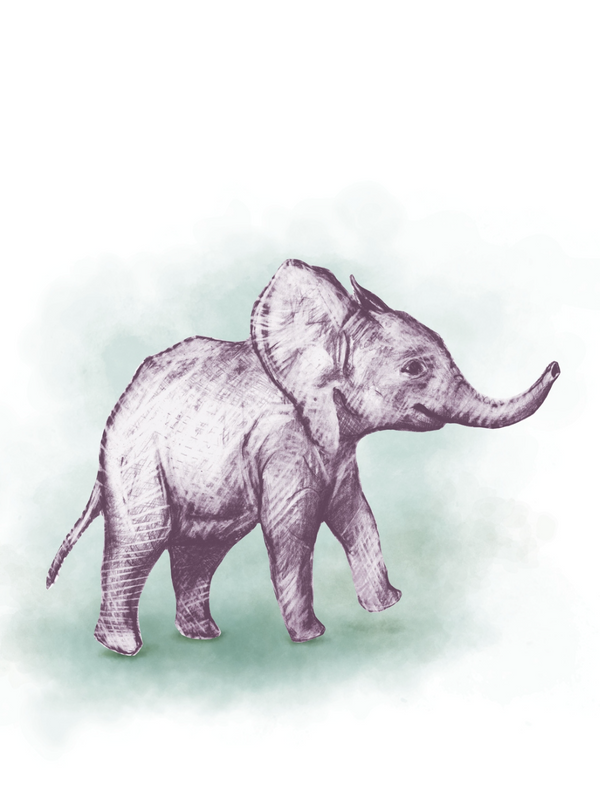 Elephant Calf