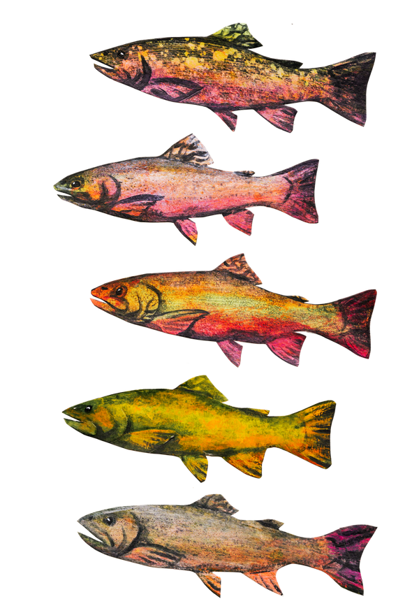 Brook Trout