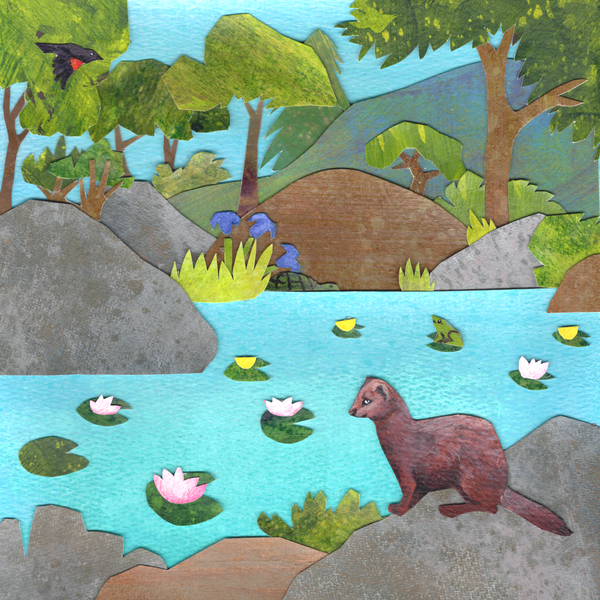 American Mink at the Pond