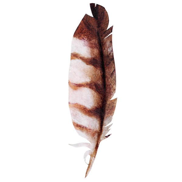 Barred Owl Feather