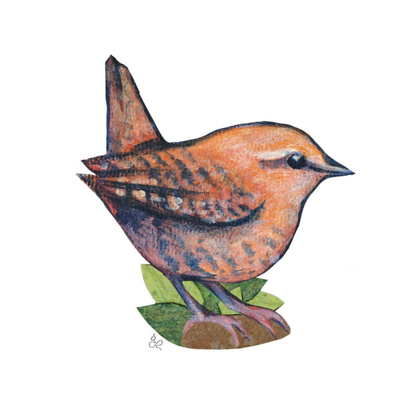 Forest Wren